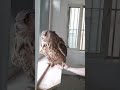 【フクロウ】お留守番します