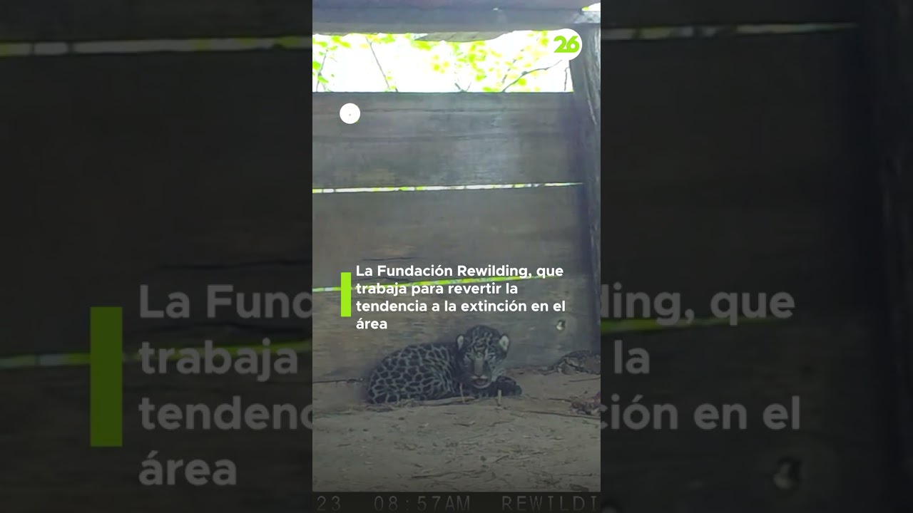 Yaguaretés recién nacidos impulsan proyecto de repoblación de Argentina