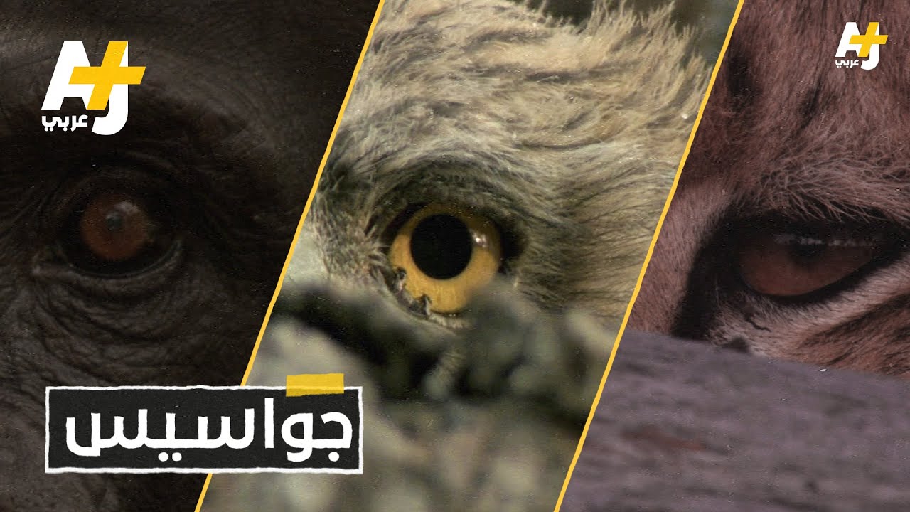 كيف حولت المخابرات العالمية الحيوانات إلى جواسيس؟
