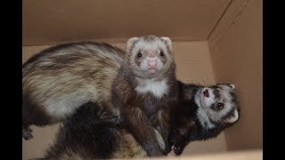 Cute puffy ferrets playing after having a bath, jumping in a box, wrestling with each other