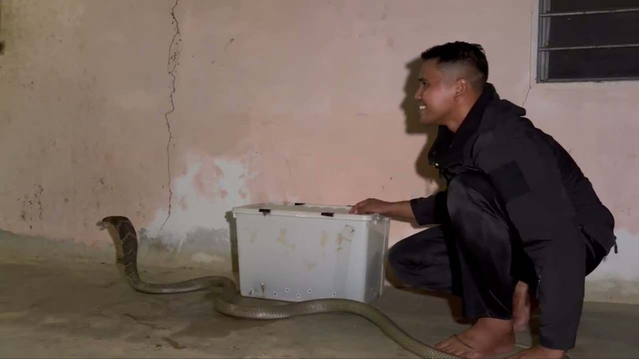 TUNDUKKAN KING COBRA DENGAN BULU AYAM