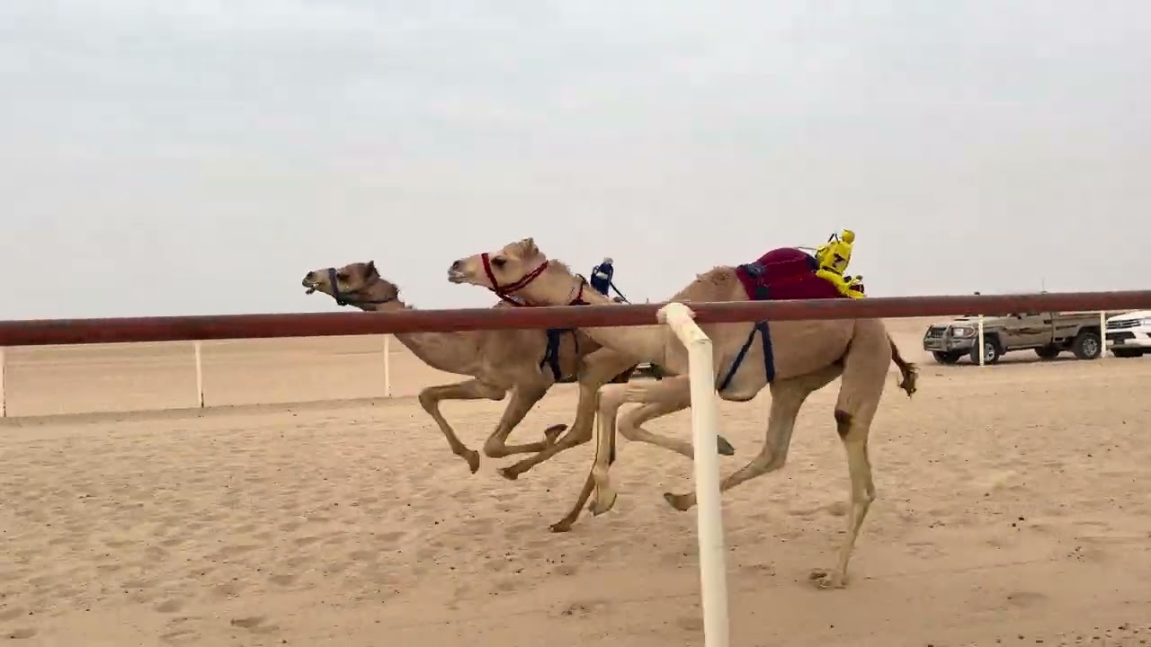 الشوط الثاني عشر 