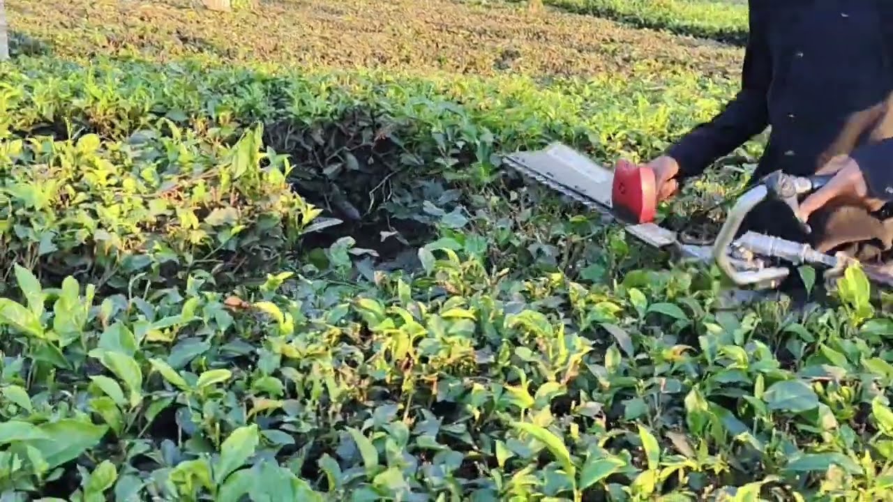 MS/Hawa Cutter/Skiffer/HedgeTrimmer for Design Gardening, Tea Garden, Coffee Garden 