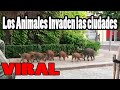 Los Animales Llegan a las Ciudades