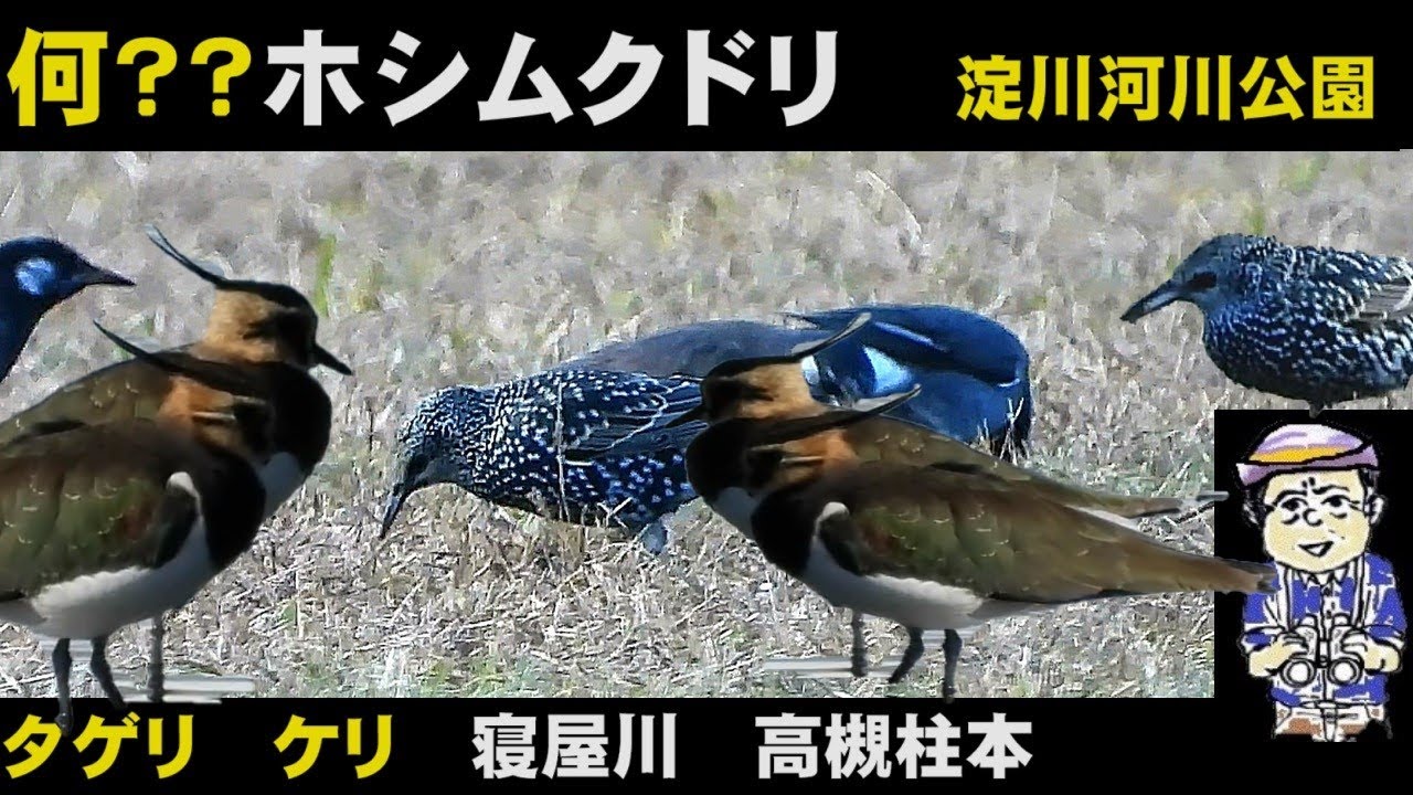 自然がほほ笑むとき 自然がほほ笑むとき MB-01 Amazon.com: Hirofumi Izumi: books