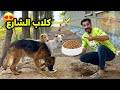 100 وجبه دراي فود لكلاب الشارع 