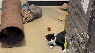 Video of adoptable pet named Yoda