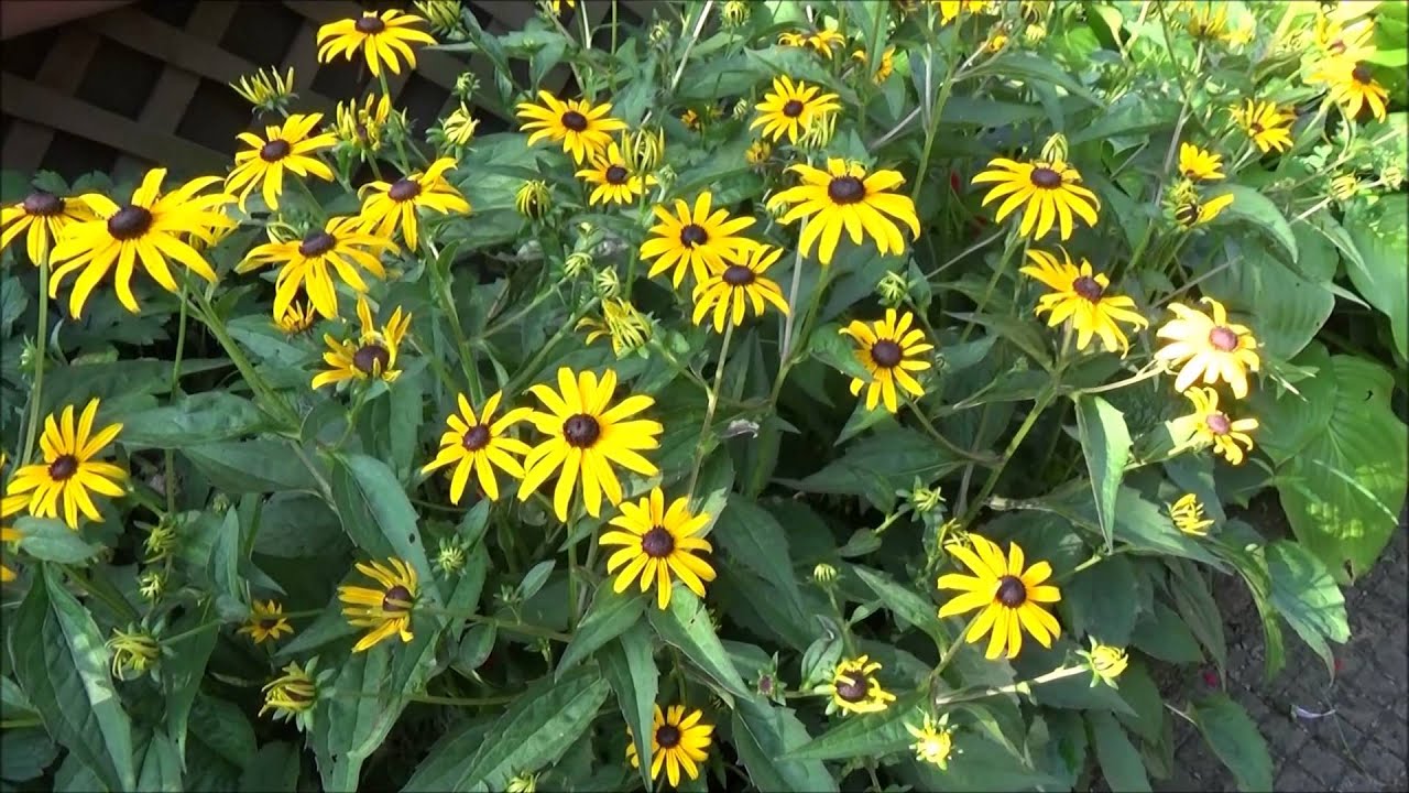 Summer Outdoors 2015