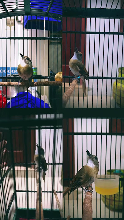 Dijamin SRDC nya tambah emosi🔥 Tambah Narung dan lebih gacor klo dengerin ini‼️