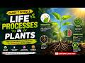 🌱 Life Processes in Plants | Class 7 Science Chapter Explained