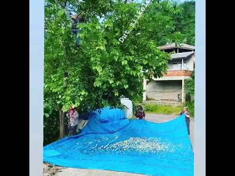 Dut silkelemek