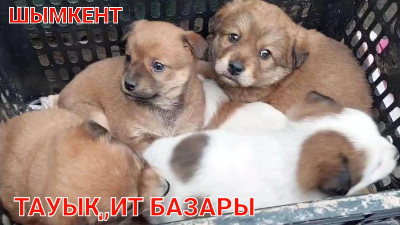 Тауық базар Шымкент 07.01.24ж.