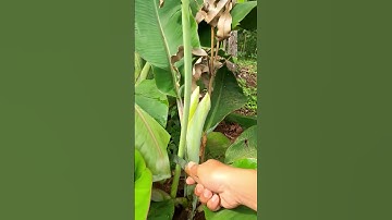 This super sharp tool can cut banana stems-Agriculture farming #shorts