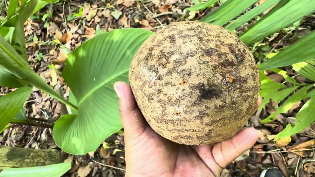 Finca en Venta Candelaria Cuscatlán CON ÁRBOLES FRUTALES #ElSalvador 🔴NO DISPONIBLE🔴