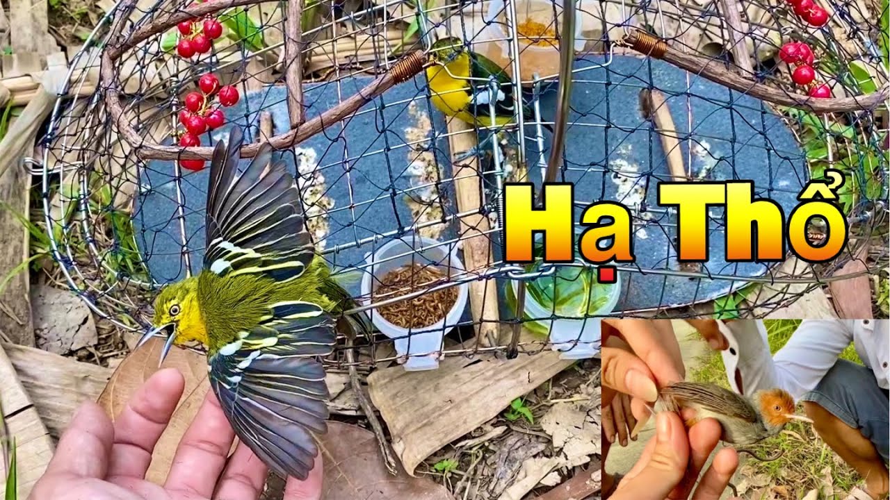 Bẫy Chim Sâu Đầu Đỏ Và Lần Đầu Bẫy Chim Huýt Cô Hạ Thổ Thật Bất Ngờ | Chiểu Trần Vlog