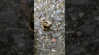 bumblebee needed a walk￼ #bumblebee