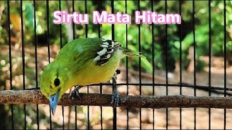 5 Fakta Unik Tentang Sirtu Cipoh Mata Hitam Yang Perlu Anda Ketahui!