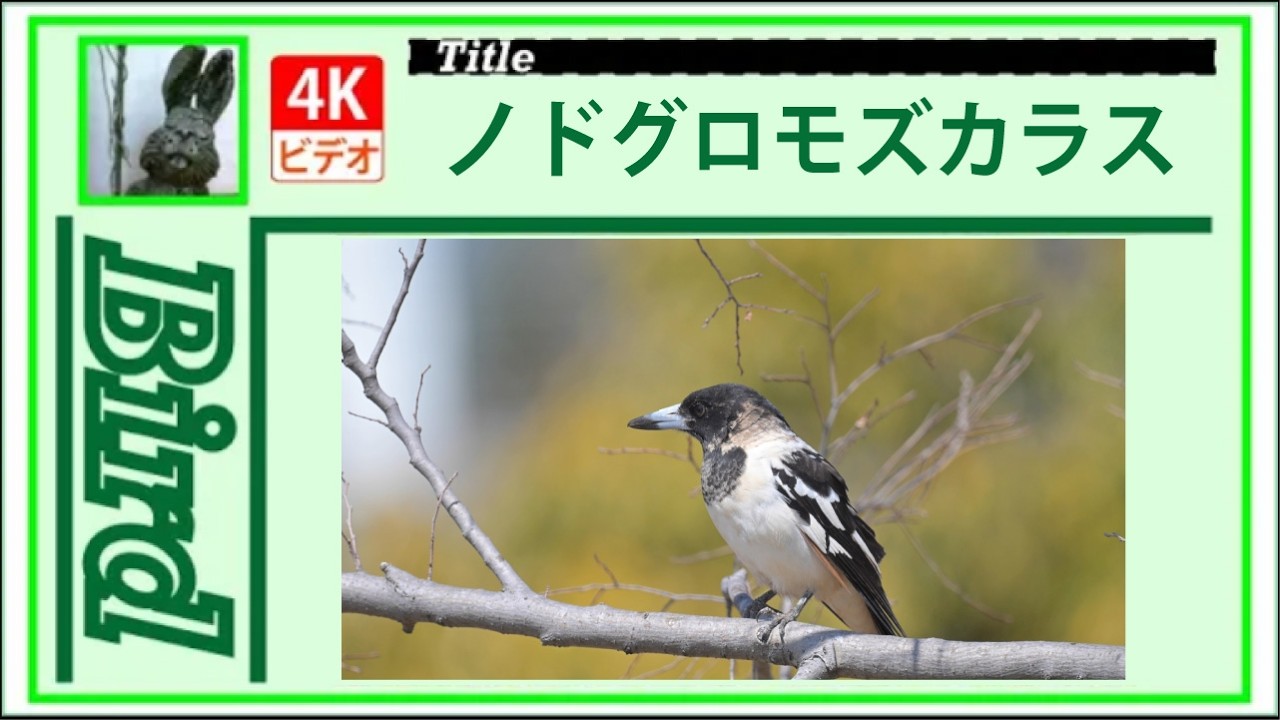 4K】ノドグロモズカラス ～どうやって？～ 20260316 Bird 野鳥 - YouTube