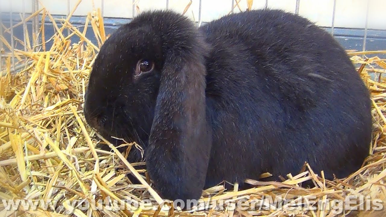 Lapins Béliers Meissner - Lop Rabbit - Widder Kaninchen - YouTube