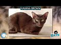 Havana Brown 🐱🦁🐯 EVERYTHING CATS 🐯🦁🐱 の動画、YouTube動画。