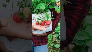 synthetic and organic strawberry fertilization results in Om Hendra's garden #shorts #strawberry ...