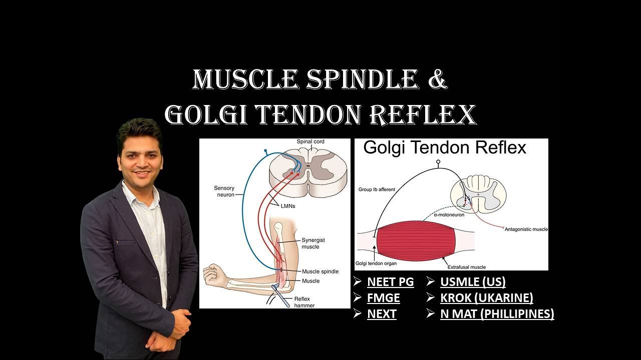 What Happens When You Over Stretch Or Over Contract The Muscle FMGE NEXT USMLE NEETPG MRCP 