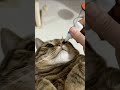 Putting Eye Drops In Cat Eyes