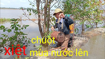 xiệt chuột mùa nước lũ quá nhiều chuột đồng làm gì ăn đây ta