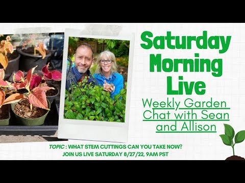 Video: Come coltivare il sedum 'Frosty Morn' - Prendersi cura di Frosty Morning Stonecrops