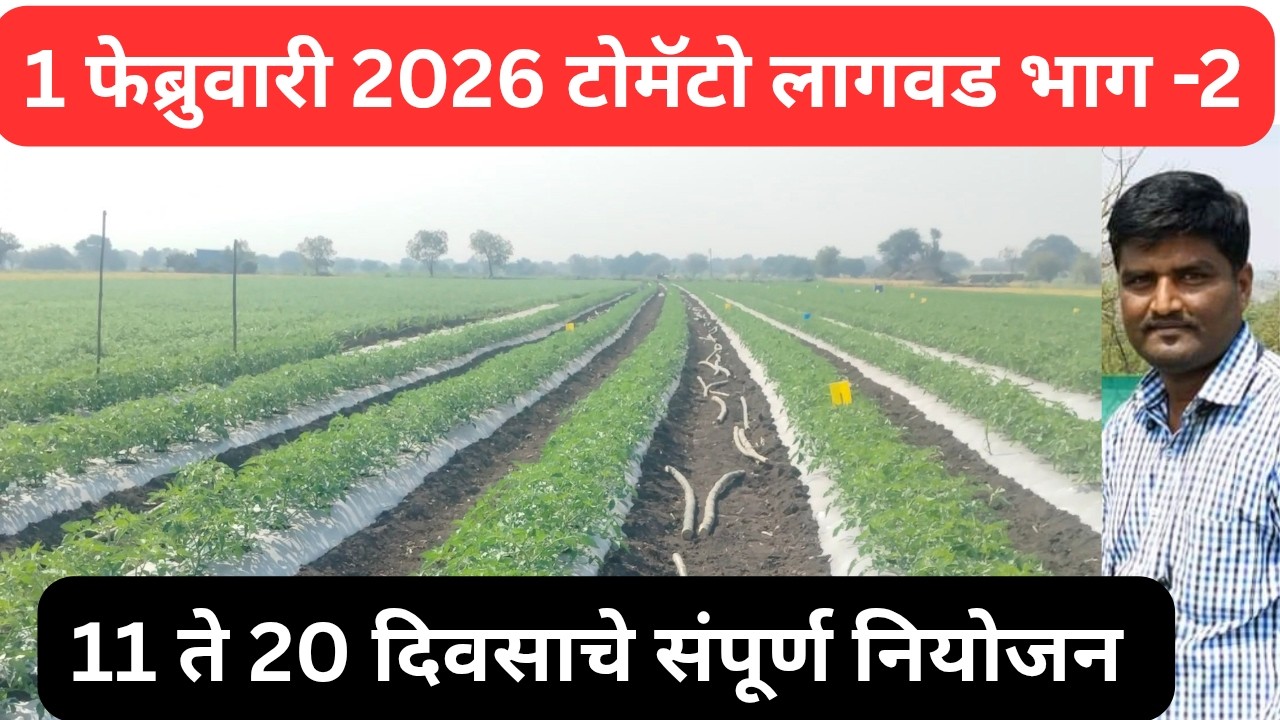 1 फेब्रुवारी 2026 टॉमॅटो लागवड भाग 2  (11 ते 20 दिवस)