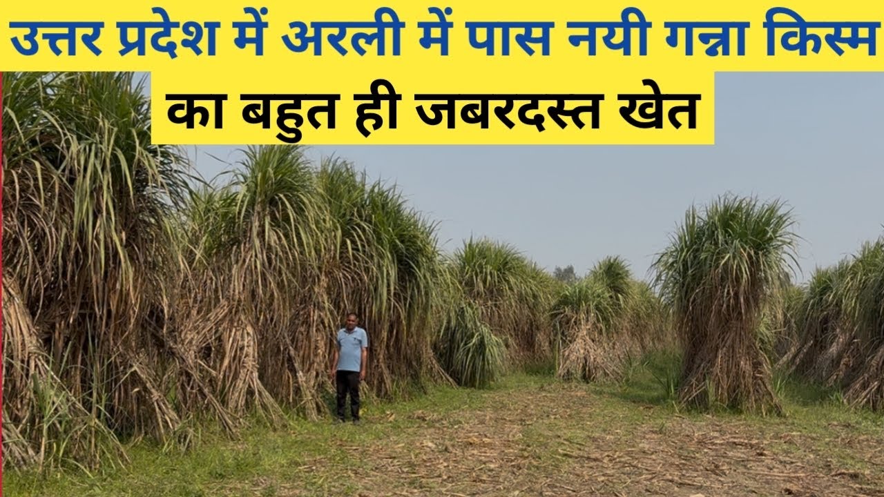 उत्तर प्रदेश में अरली में पास नयी गन्ना किस्म का बहुत ही जबरदस्त खेत mobile=6396867374 #lovekisan 
