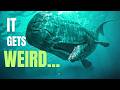 The Deeper You Go The Weirder Sperm Whales Get