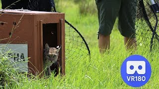 Wild Bobcat Runs Free In VR180 3D!