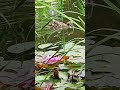 Duck on a food hunt 🦆🐟 #shorts #ducks #koi #nature #birds #pond