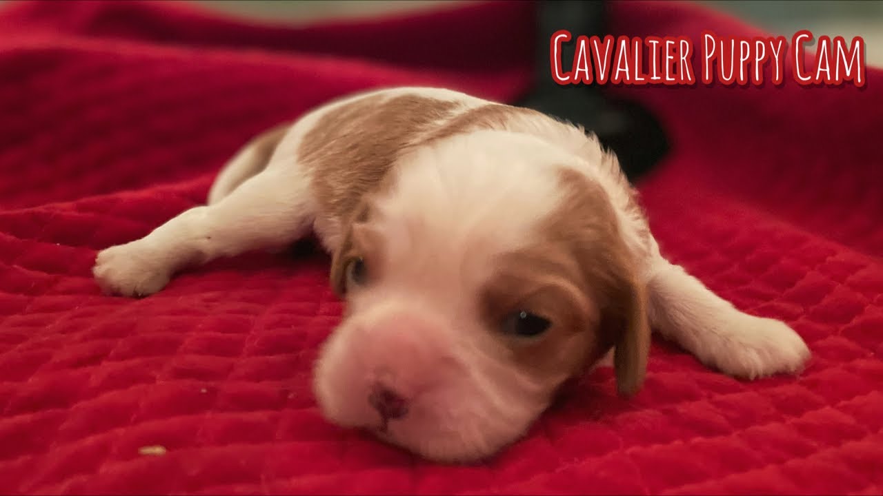 Almost 2 weeks old: Potty Training Puppies with New Vision and Hearing!