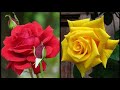 Beautiful rose flower photographybeautiful rose flower photos2