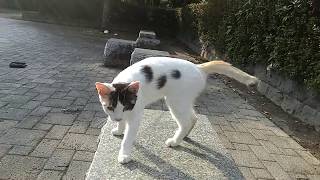 膝の上に乗ってくる野良猫