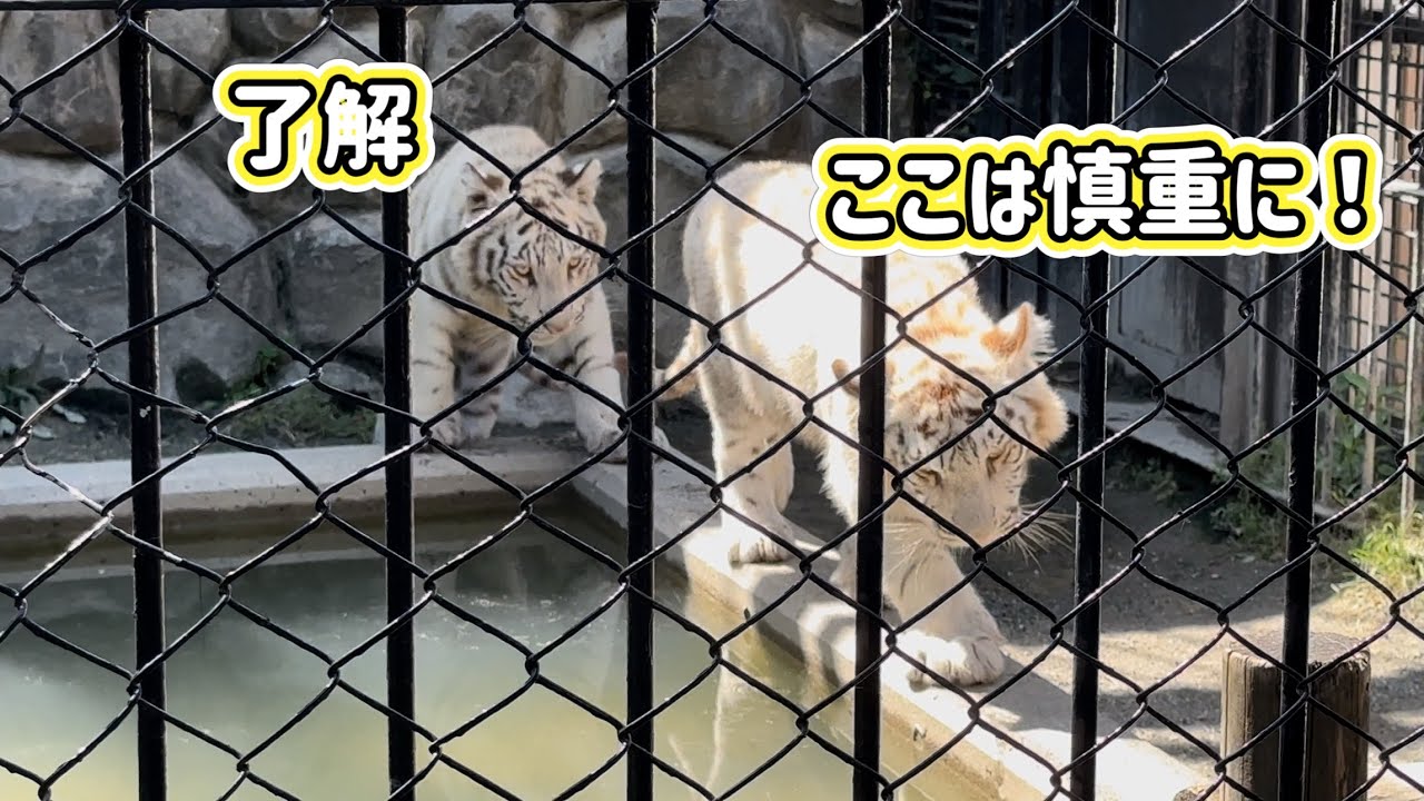 弟のハクくんの後を付いて回る、コタくんが可愛すぎる🩷　5月28日 東武動物公園　ホワイトタイガー赤ちゃん
