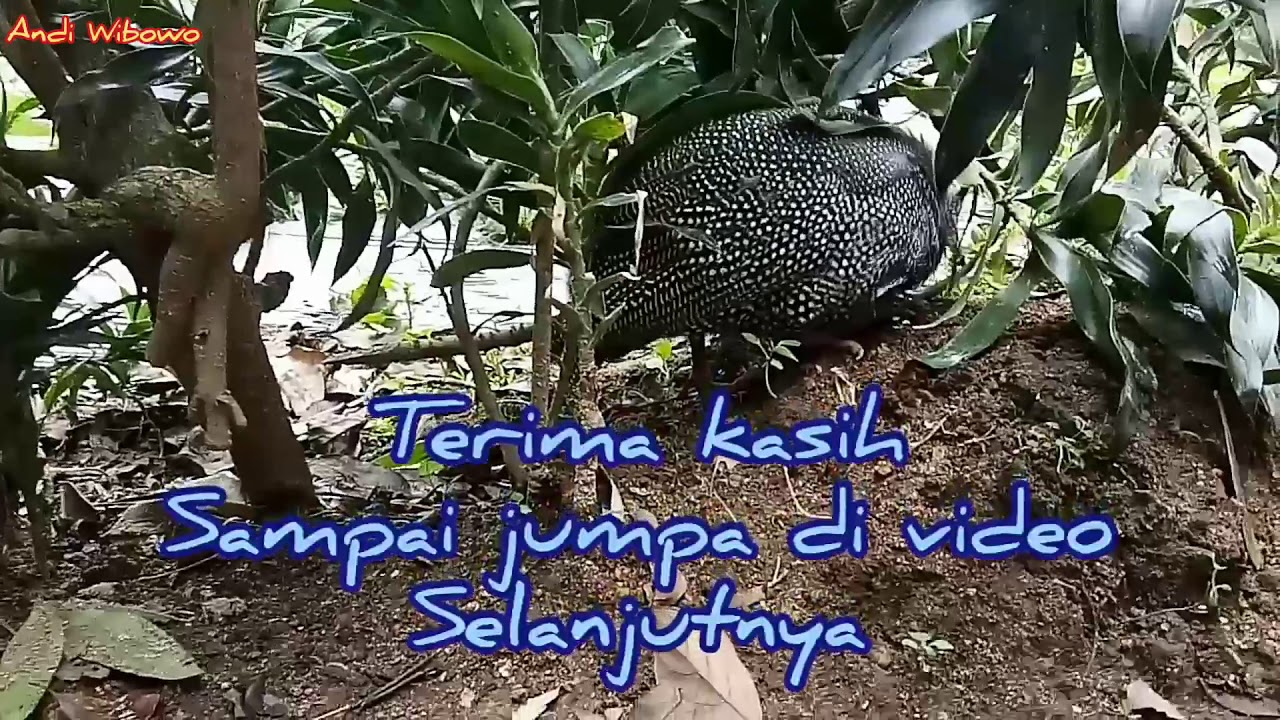 Ayam Mutiara, keindahan ayam mutiara | part 1 | Perkenalan Awal tentang