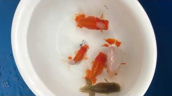 金魚の村 Youtube
