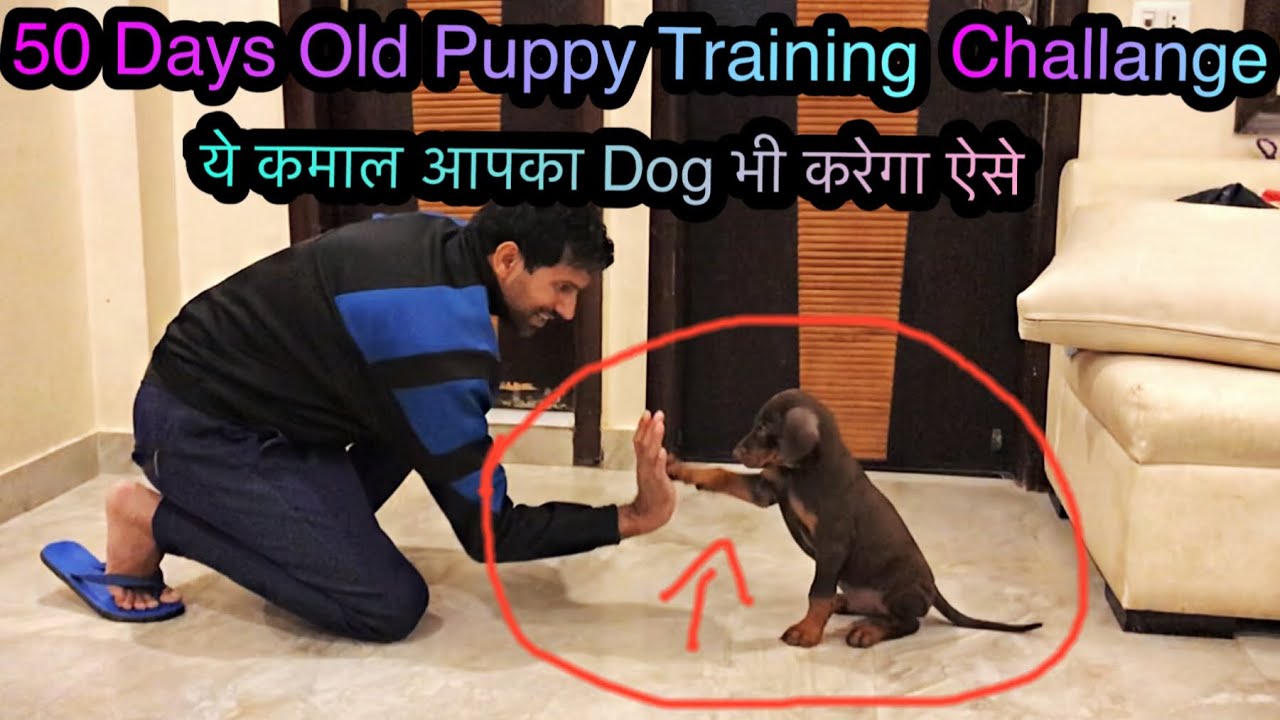 Doberman Puppy Training @ Home  Sit Hi-Five and attacking ...