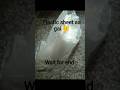 part,2 plastic sheet aa gai 🙂#shortsfeed #shortvideo #snakehead #shorts #trending #fish