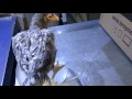 Характеристика кур Корниш