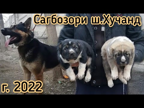 НАРХИ САГ ,БОЗОРИ Ш.ХУЧАНД  16.01.2022 саг бозор