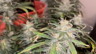 #420GTGT Update - Fully Loaded Finishing Up