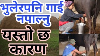 विदेशको काम छाेडेर आफ्नै गाउँमा भैंसी पालन||सरकारले दियो ५०००० सहयोग||घाँसको बीउ सरकारले निःशुल्क