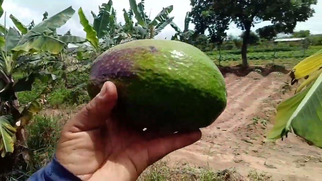 28 de fevereiro de 2026