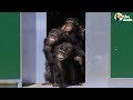 Chimps Tested On In Labs Can't Believe Their New Home | The Dodo