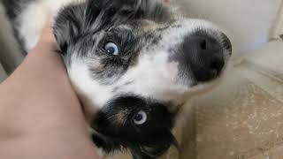 Cricket gives me his paw! So cute! #dogpaw 🐶🦴 || Pet Friendly by Pet Friendly 32 views 1 year ago 16 seconds