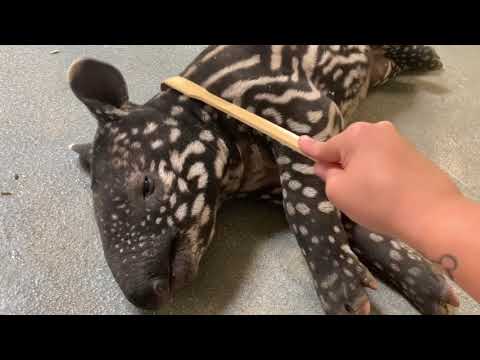 Kazu the tapir turns 1!